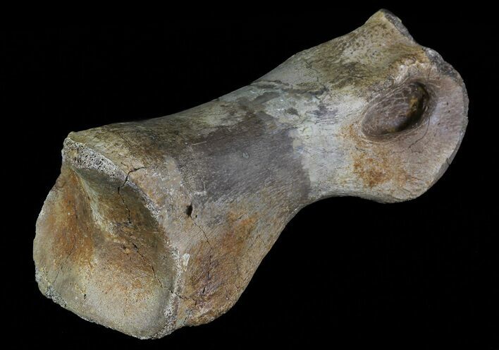 Struthiomimus Toe Bone - Montana #66415